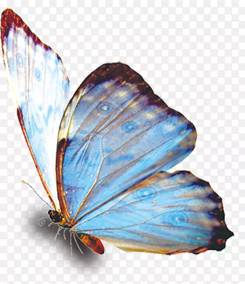 蝴蝶下载-蓝色蝴蝶