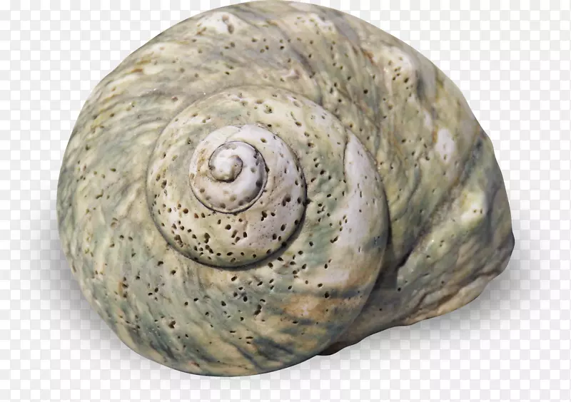 海螺腹足类壳螺旋蜗牛石