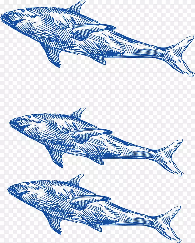 普通宽吻海豚鲸鱼手绘海鲨