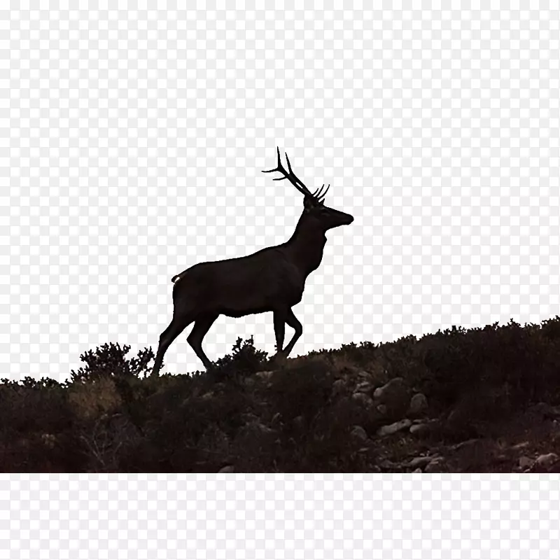 麋鹿-鹿