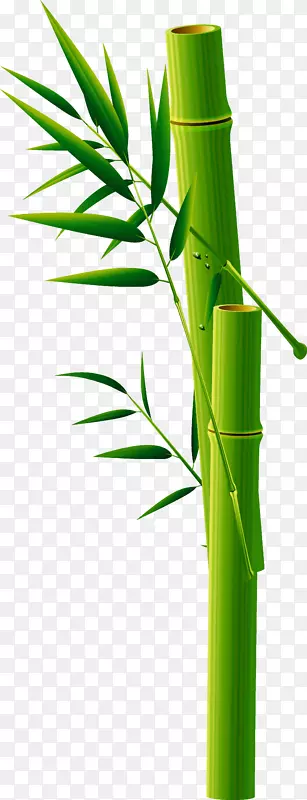 竹名片-绿竹