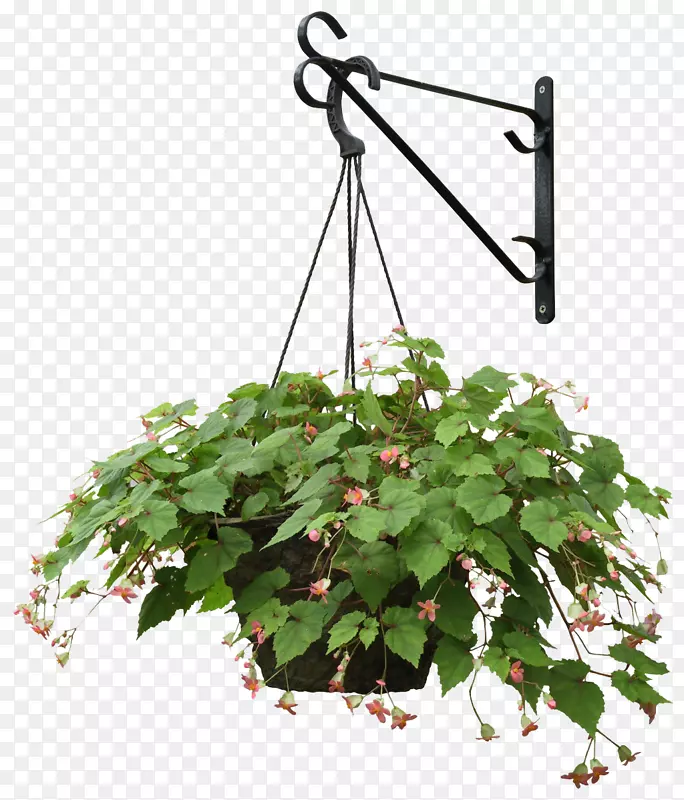 植物花卉景观建筑.悬挂植物