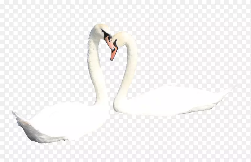 哑天鹅鸭鸟-两只白天鹅