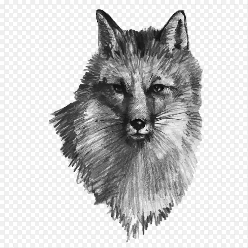 灰狼画狐狸插图-手绘灰狼