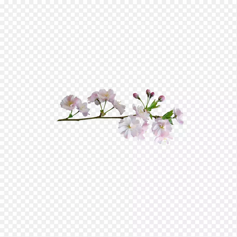 粉红色樱花