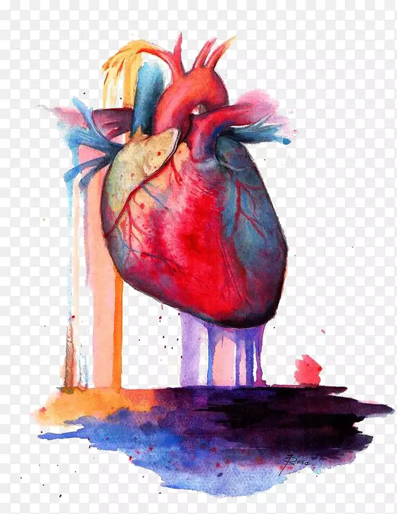 心脏解剖水彩画-心