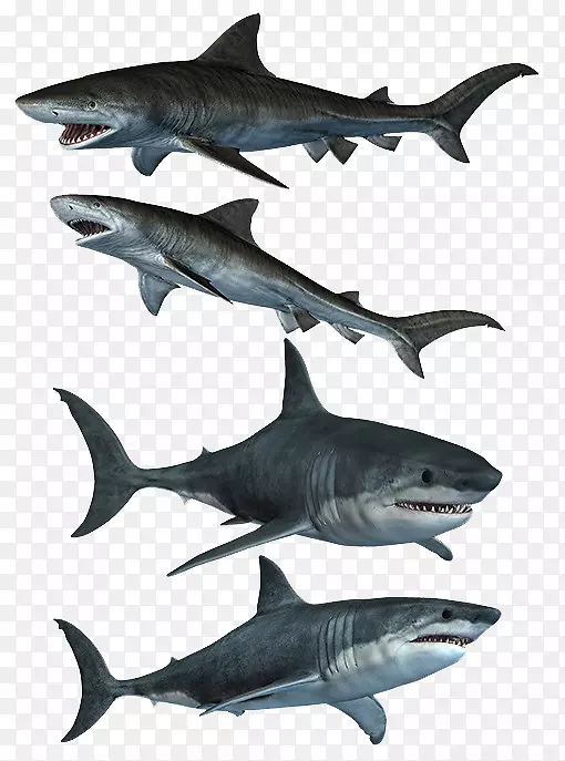 大白鲨丑恶艺术品-凶猛的白鲨
