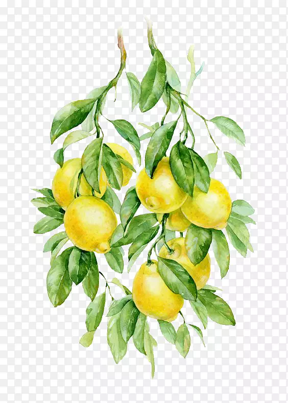 水彩画水果奥格里斯植物插图-柠檬