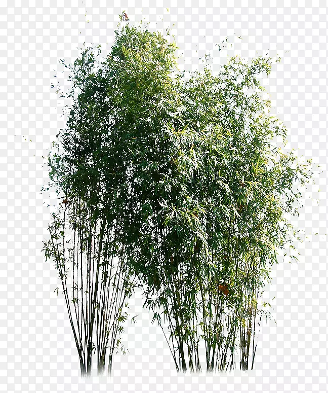竹材绿色下载-绿竹