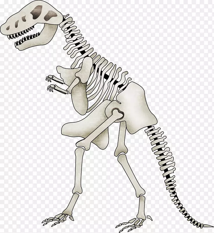 暴龙骨恐龙剪贴画-卡通恐龙骨架