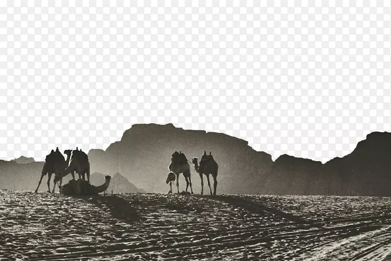 亚喀巴湾杰拉什干穆萨骆驼-沙漠骆驼黑白背景
