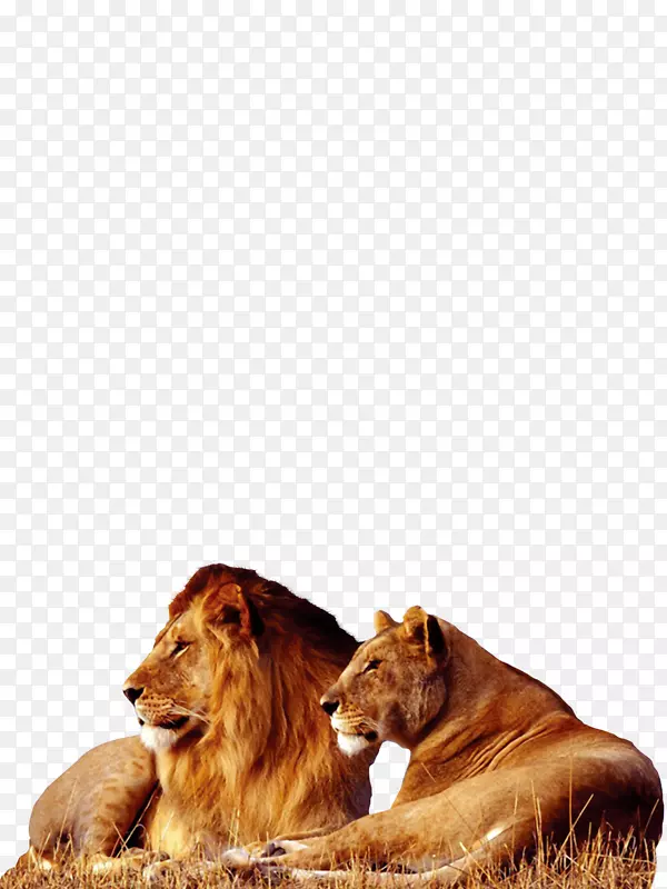 狮子虎大猫壁纸-狮子