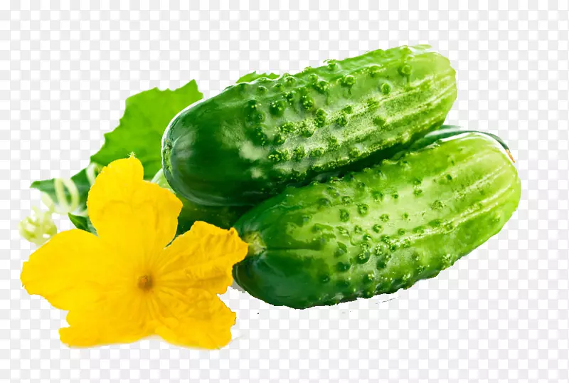 黄瓜有机食品蔬菜水果种子新鲜黄瓜