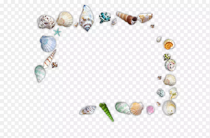 海产海螺-各种海螺贝壳沙海螺