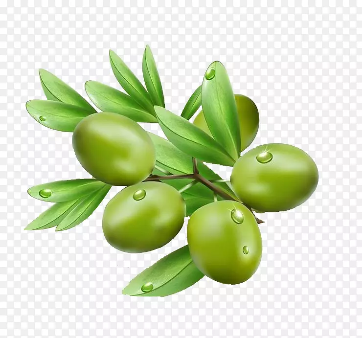 橄榄油橄榄叶插图-橄榄