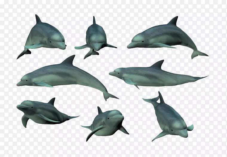 图库溪普通宽吻海豚-蓝海豚收藏