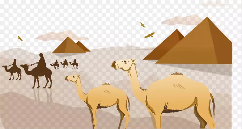 撒哈拉骆驼阿拉伯沙漠剪贴画-埃及沙漠骆驼金字塔背景