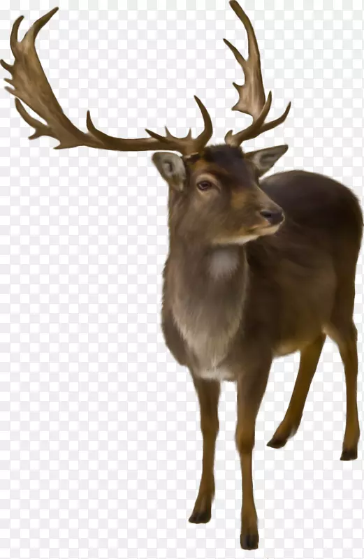 鲁道夫驯鹿圣诞老人NORAD追踪圣诞老人长颈鹿森林动物
