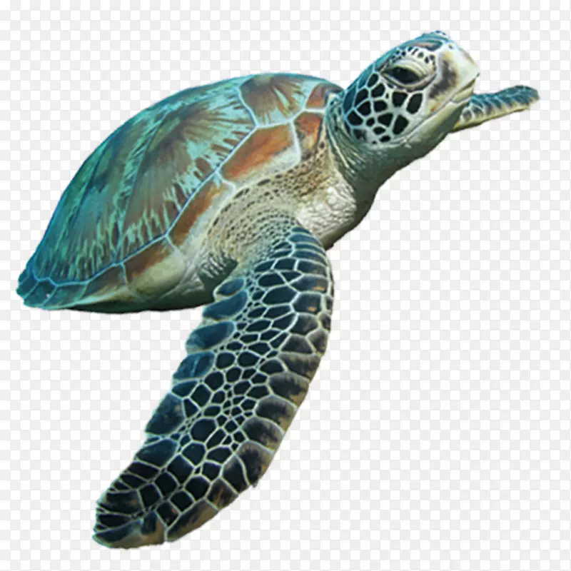 甲鱼龟-海龟