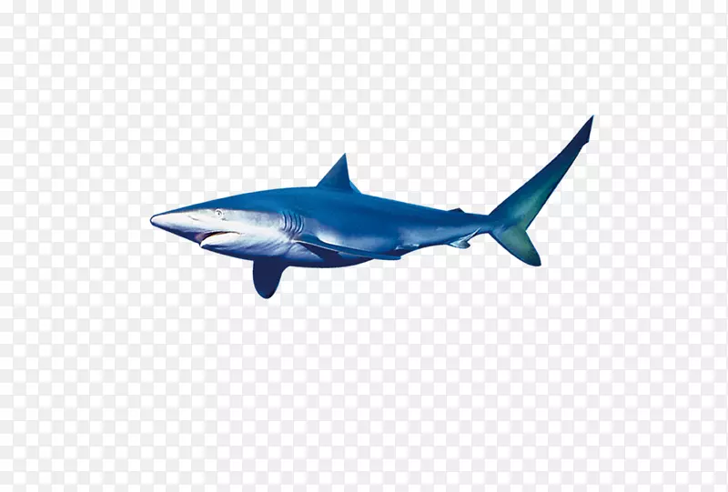 蓝鲨虎鲨-大鲨鱼