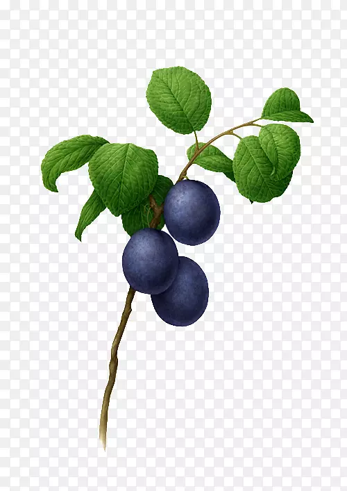 植物学插图水彩画插图手绘蓝莓