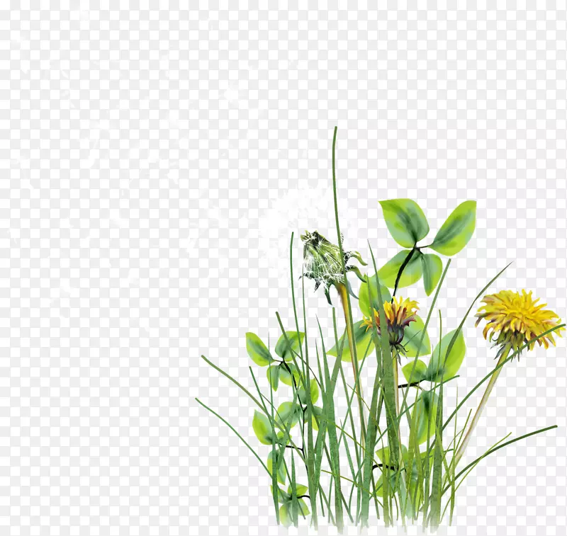 菊花品种u041au043eu043eu0441u441u43fu0435u043au0442 u0443u0440u043eu043au0430-草野菊花