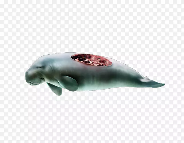 海豚鲸下载-烂鲸