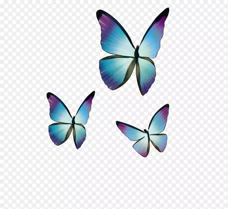 蝴蝶蓝画-梦幻蓝蝴蝶