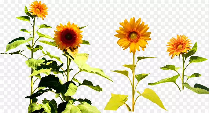 四种向日葵普通向日葵两种向日葵剪贴画黄色菊花装饰图案