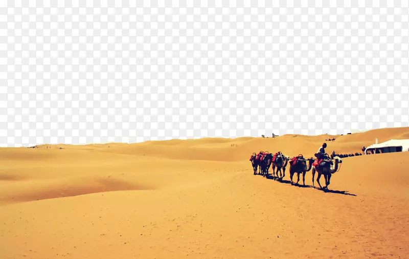 骆驼歌唱沙丘群摄影生态区域-沙漠骆驼