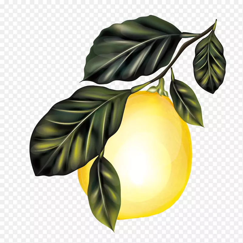 柠檬枝果树-柠檬树