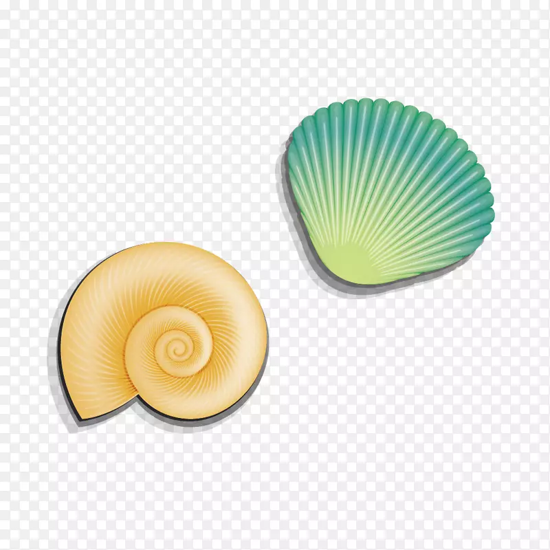 贝壳海螺夹艺术海螺壳