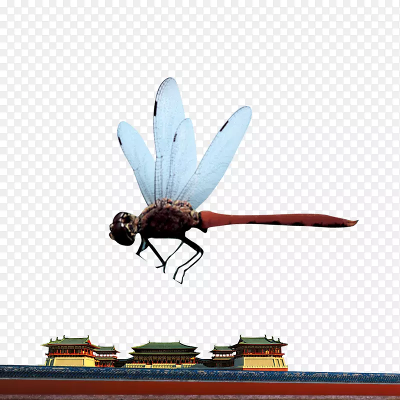昆虫蜻蜓-昆虫蜻蜓