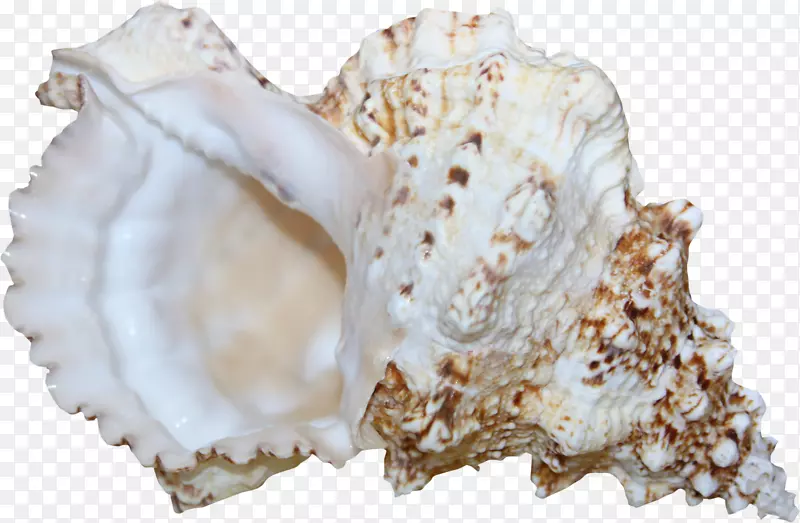 海螺-海底海螺材料自由拉