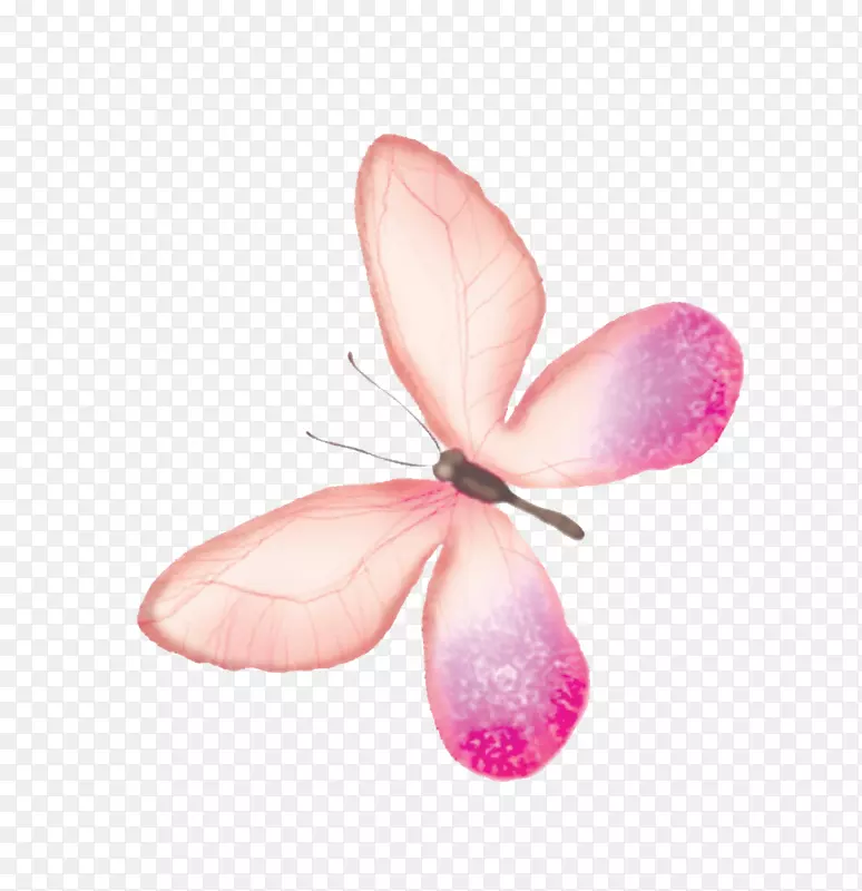 蝴蝶透明和半透明-粉红色蝴蝶