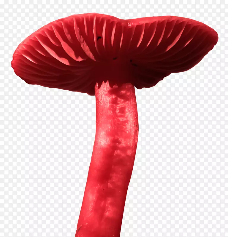 仙境童话节中的奇遇-童话蘑菇