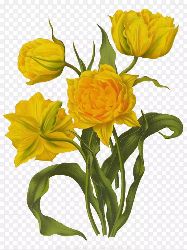 花卉设计郁金香画插图-类似太阳郁金香图片材料
