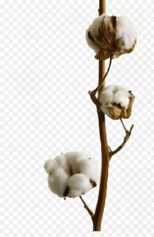 石头棉树，西州，昌华百叶树-棉花树，藤本