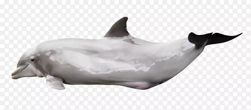 图库溪海豚常见宽吻海豚