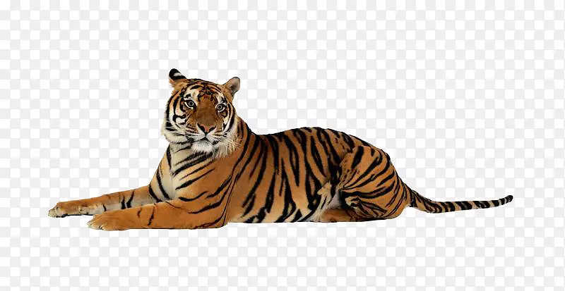 虎夹艺术-动物老虎