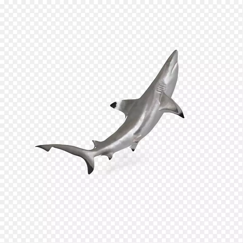 锤头鲨下载-海洋黑头鲨