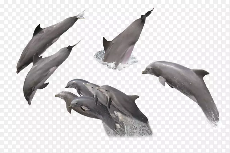 普通宽吻海豚-收集各种海豚