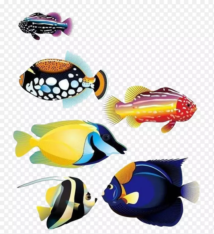 金鱼动物热带鱼-海鱼