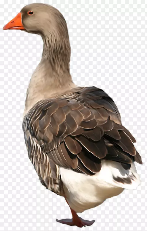 家鸭家养鹅夹艺术-棕色鸭