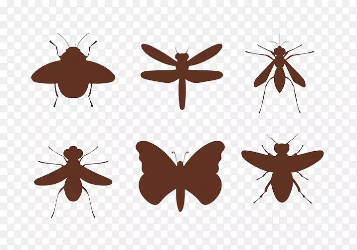 昆虫蜂夹艺术-昆虫背部