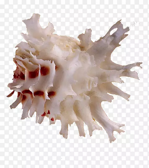 海螺-奇异海螺