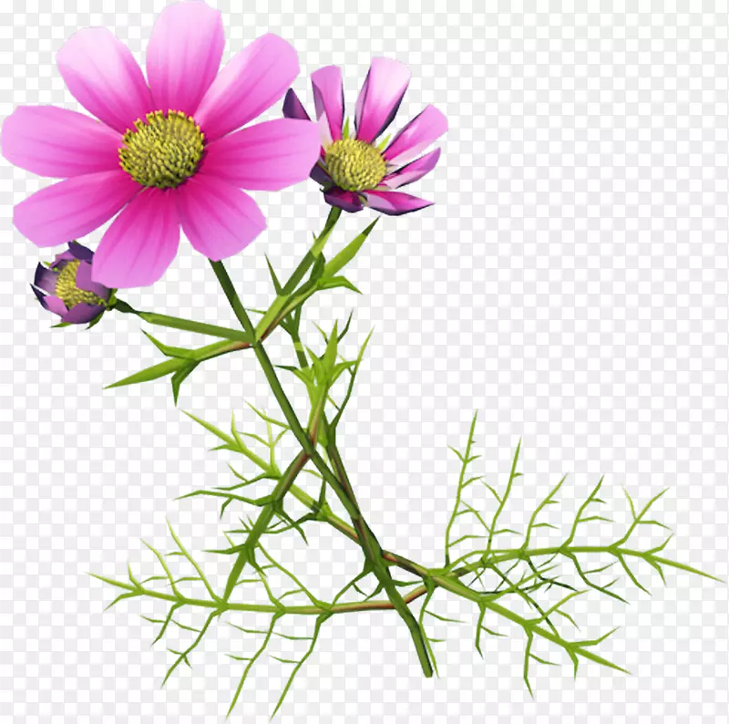 菊花-美丽的花朵图片，抽象的花朵图像，美丽的紫色野生菊花
