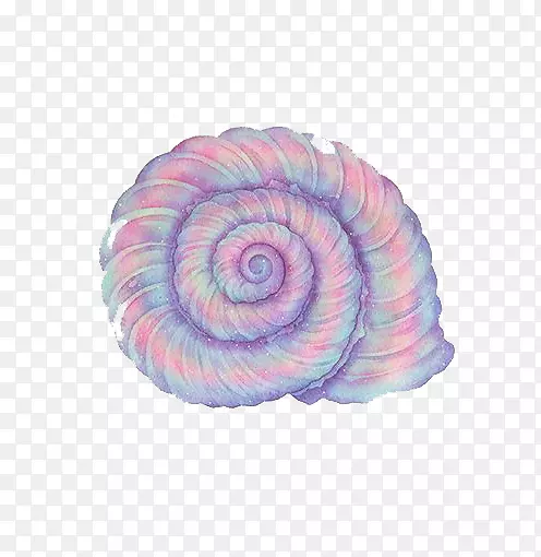 紫海螺-紫海螺