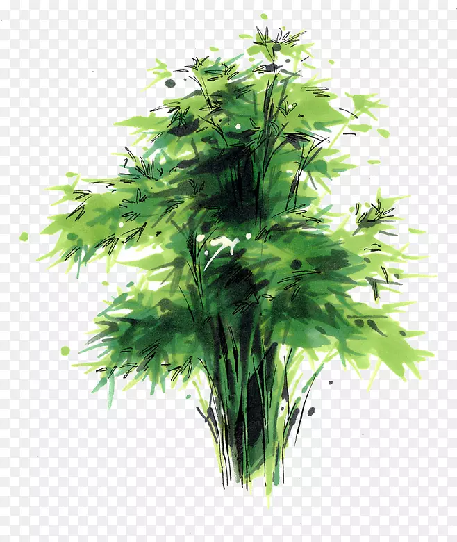 园林植物-竹子