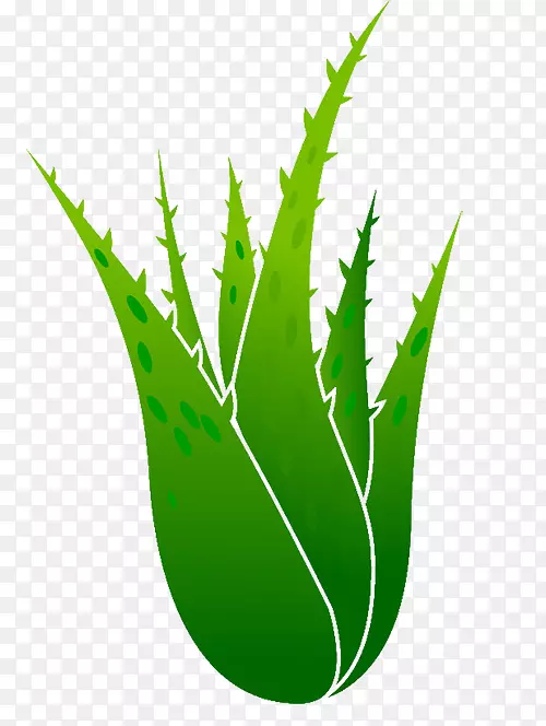芦荟植物插图-芦荟植物